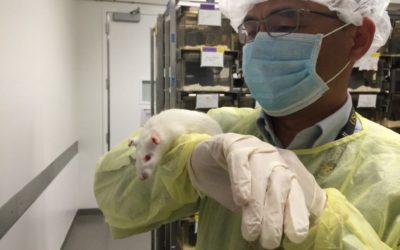 A BETTER RAT? Benefit #62 of the California Stem Cell Agency